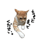 猫又予備隊。（個別スタンプ：40）