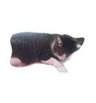 こてねこ（個別スタンプ：1）