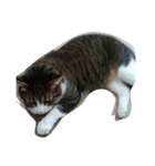 こてねこ（個別スタンプ：2）
