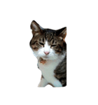 こてねこ（個別スタンプ：3）