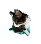 こてねこ（個別スタンプ：6）