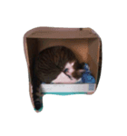 こてねこ（個別スタンプ：7）
