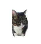 こてねこ（個別スタンプ：8）