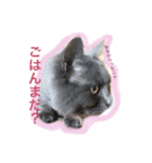 ささ にゃんこ（個別スタンプ：3）