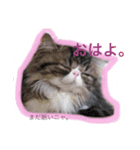 ささ にゃんこ（個別スタンプ：4）