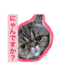 ささ にゃんこ（個別スタンプ：8）