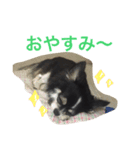チワワのくろまめチャン（個別スタンプ：2）