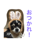 チワワのくろまめチャン（個別スタンプ：4）