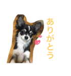 チワワのくろまめチャン（個別スタンプ：7）