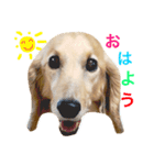 ダックスのショーン君（個別スタンプ：1）