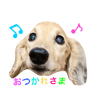 ダックスのショーン君（個別スタンプ：3）