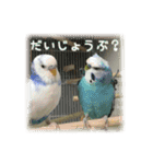 インコの森 1。（個別スタンプ：2）