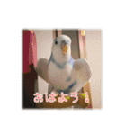 インコの森 1。（個別スタンプ：3）