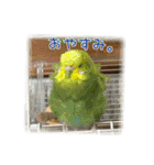 インコの森 1。（個別スタンプ：4）