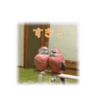 インコの森 1。（個別スタンプ：5）