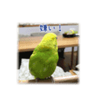 インコの森 1。（個別スタンプ：6）