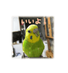 インコの森 1。（個別スタンプ：7）