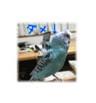 インコの森 1。（個別スタンプ：8）