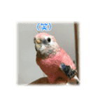 インコの森 1。（個別スタンプ：9）