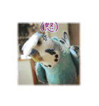 インコの森 1。（個別スタンプ：10）