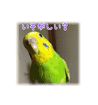 インコの森 1。（個別スタンプ：12）