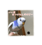 インコの森 1。（個別スタンプ：13）