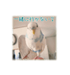 インコの森 1。（個別スタンプ：14）