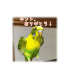 インコの森 1。（個別スタンプ：15）