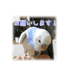 インコの森 1。（個別スタンプ：16）