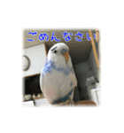 インコの森 1。（個別スタンプ：17）
