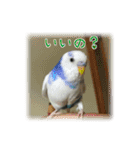 インコの森 1。（個別スタンプ：19）
