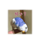 インコの森 1。（個別スタンプ：20）