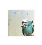 インコの森 1。（個別スタンプ：21）