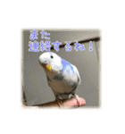 インコの森 1。（個別スタンプ：22）
