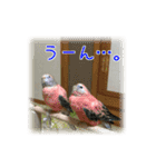 インコの森 1。（個別スタンプ：24）