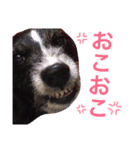 たろぴっぴの心の声（個別スタンプ：4）