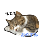 kuu＆anjie1（個別スタンプ：2）