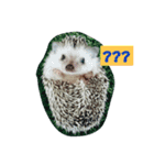 BB Thehedgehog（個別スタンプ：3）