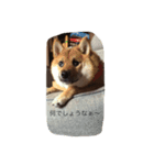 豆柴みとん（個別スタンプ：3）