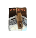 豆柴みとん（個別スタンプ：6）