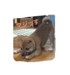 豆柴みとん（個別スタンプ：7）