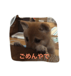 豆柴みとん（個別スタンプ：8）