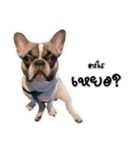 TuuwHuuw the dog（個別スタンプ：3）