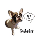 TuuwHuuw the dog（個別スタンプ：5）