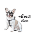 TuuwHuuw the dog（個別スタンプ：6）