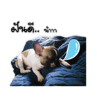 TuuwHuuw the dog（個別スタンプ：7）