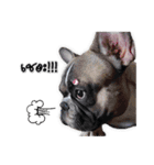 TuuwHuuw the dog（個別スタンプ：12）