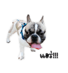 TuuwHuuw the dog（個別スタンプ：13）