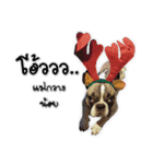 TuuwHuuw the dog（個別スタンプ：16）