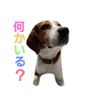 ビーグル犬さぶろう（個別スタンプ：13）